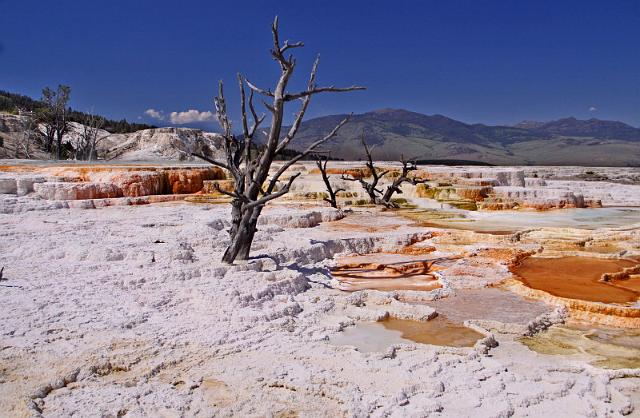 050 yellowstone, mammoth hot springs, upper terraces.JPG